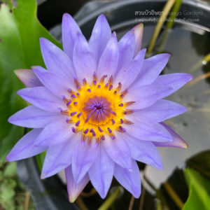 บัวออกัสต์ค็อก (N.August Koch)