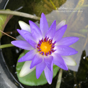 บัวโคโลราต้า (N.Colorata)