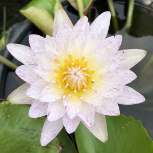 บัวลูกไม้สีขาว ลายเพชรชมพู /  New Tropical waterlily