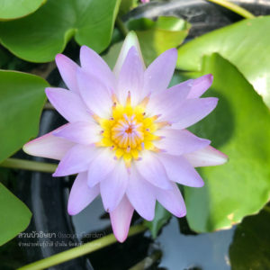 บัวจอมขวัญ (N.Jomkwan)