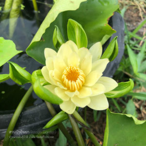 บัวนางกวักเหลือง (N.Nangkwaug leung)