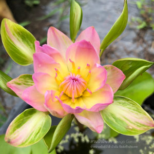 บัวนางกวักชมพู (N.Nangkwaug Chompoo)