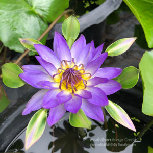 บัวนางกวักม่วง (N.Nangkwaug Muang)