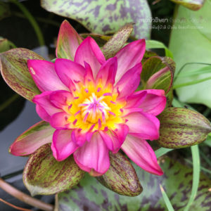 บัวนางกวักแดง ใบลาย (N.Nangkwaug Daeng bailay)