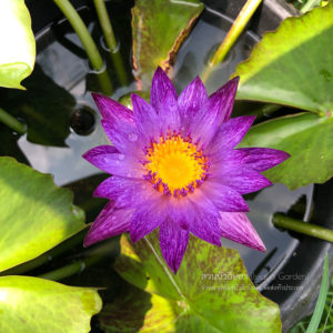 บัวลินเซย์ วู๊ดส์ (N.Linsey Woods)