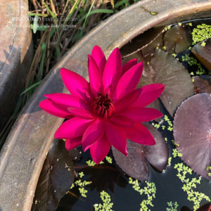 บัวสายเรดแฟลร์ (N.Red flare)