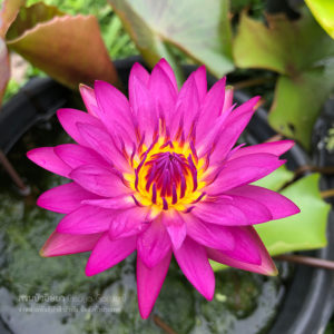 บัวโรสริน (N.Rosarin)