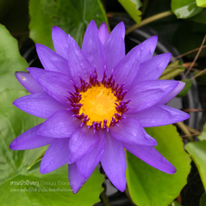 บัวไดเร็กเตอร์จีทีมัวร์ (N.Director G.T.Moore)