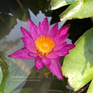 บัวไหมไทย (N.Maithai)