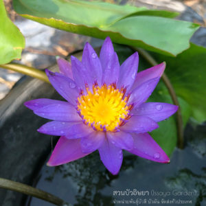 ม่วงกษัตริย์ (N.King Blue)