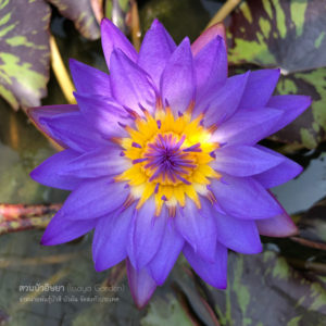 บัวเลดี้ บลู (N.Lady Blue)