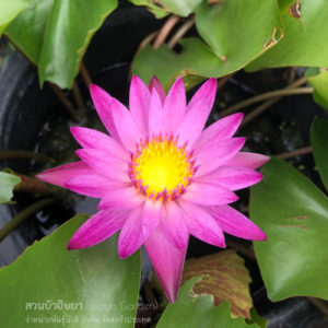 บัวแดงมะเหมี่ยว ( N.Dangmamuea)