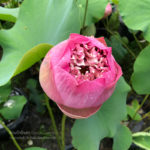 วิธีปลูกบัวหลวง ในบ่อใหญ่ ให้เติบโตเร็ว