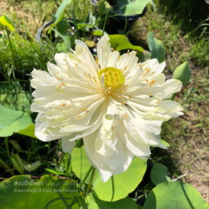 บัวฉัตรขาว /  White Lotus