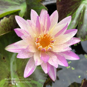 บัวลูกไม้เพชรชมพู ใบลาย