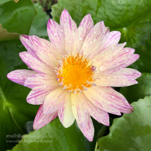 บัวลูกไม้เพชรชมพู /  New Tropical waterlily