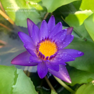 บัวพิชญา /  N.Pichaya