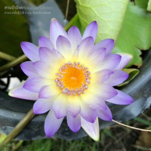 บัวลูกไม้ใหม่ / New Tropical waterlily