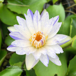 บัวลูกไม้สุวรรณา (N.Suwanna New Tropical waterlily)