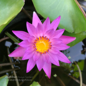 บัวปานามาแปซิฟิก (N.Panama Pacific)