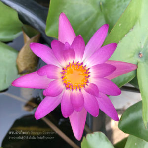 บัวพลอยแดง / N.Ploydang