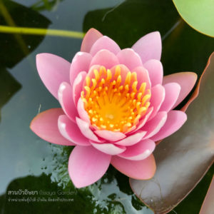 บัวฟาบิโอร่า (N.Fabiora)