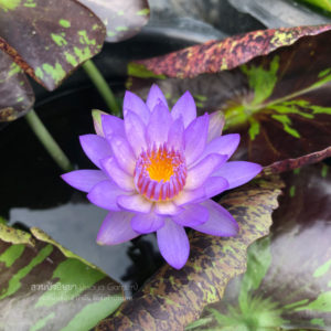 บัวลูกไม้สีม่วง / New Tropical waterlily