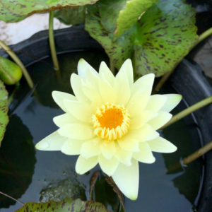 บัวลูกไม้สีเหลืองใบลาย / Yellow bilay Tropical waterlily