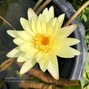 บัวลูกไม้สีเหลือง / Yellow Tropical waterlily