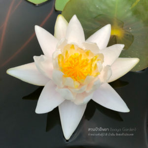 บัวเวอจิเนีย / N.Virginia