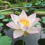 บัวสี บัวผัน บัวหลวง ต่างกันยังไง? เปรียบเทียบพันธุ์บัวยอดนิยม