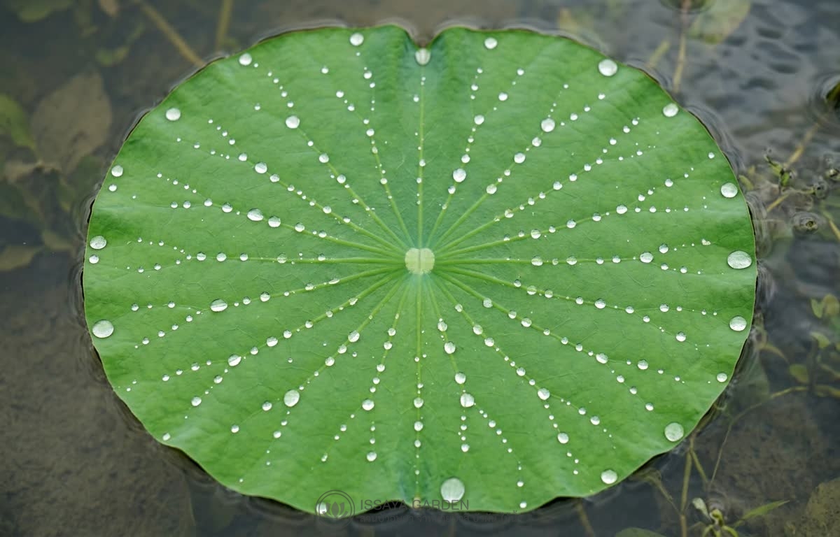ใบบัวหลวง Nelumbo nucifera leaf กลมสมบูรณ์ เส้นผ่านศูนย์กลาง 60-80 ซม. ผิวใบเรียบเป็นมัน มีหยดน้ำเล็